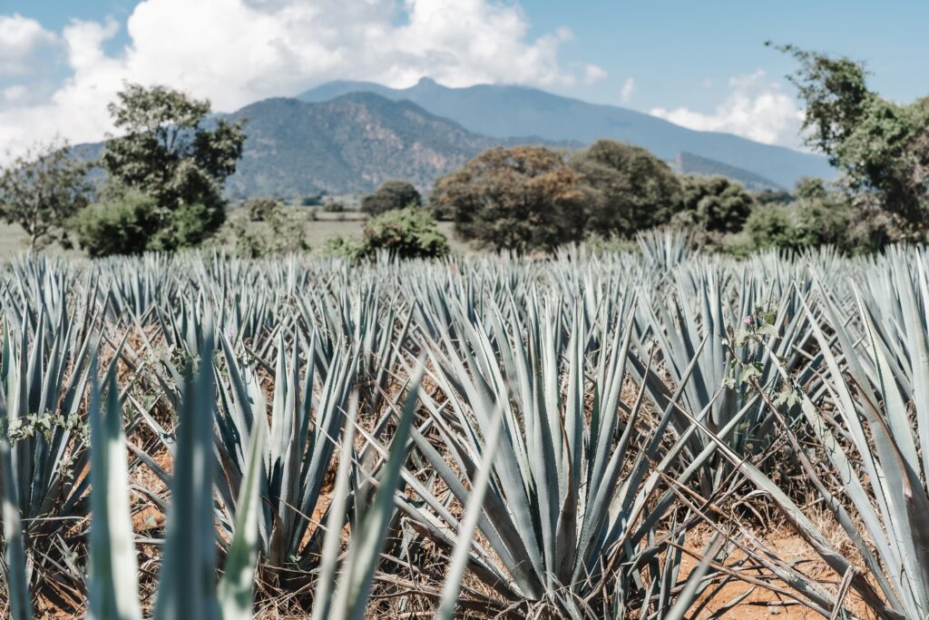 An agave field located just outside of Tequila, Mexico.