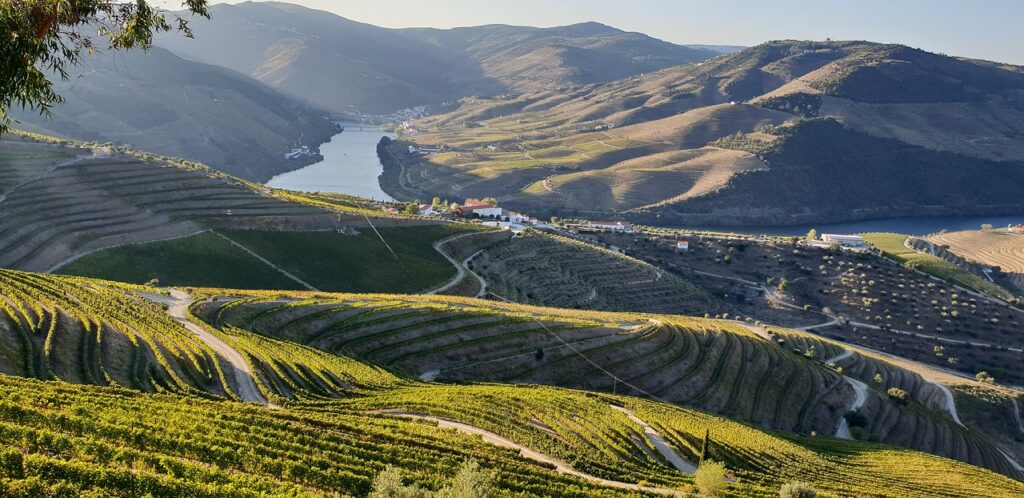 vineyard, terraces, douro valley