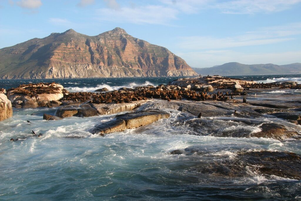duiker island, south africa, cape