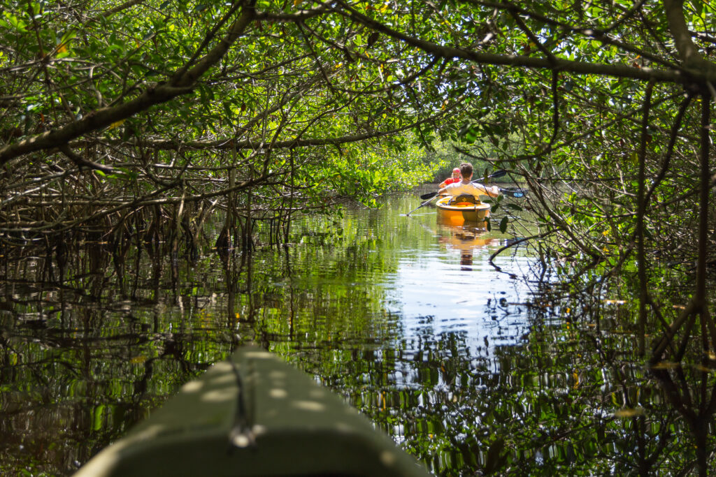 EVERGLADES, FLORIDA, USA - AUGUST 31: Tourist kayaking in mangrove forest on August 31, 2014 in Everglades, Florida, USA.