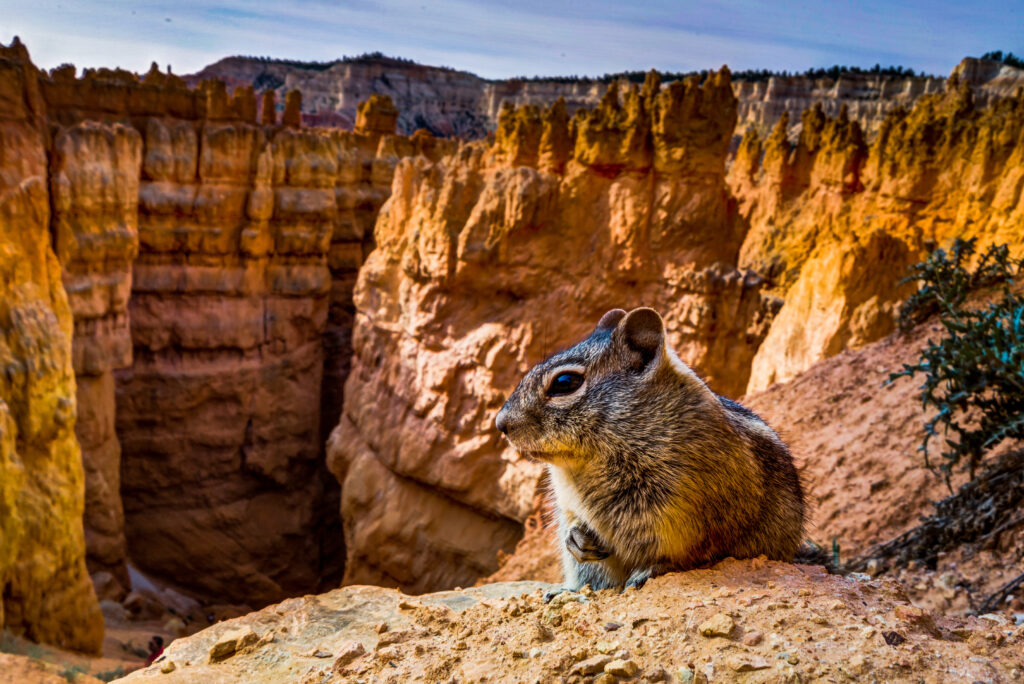 Little Squirrel Mammot sitting at Bryce Canyon National ParkBryc