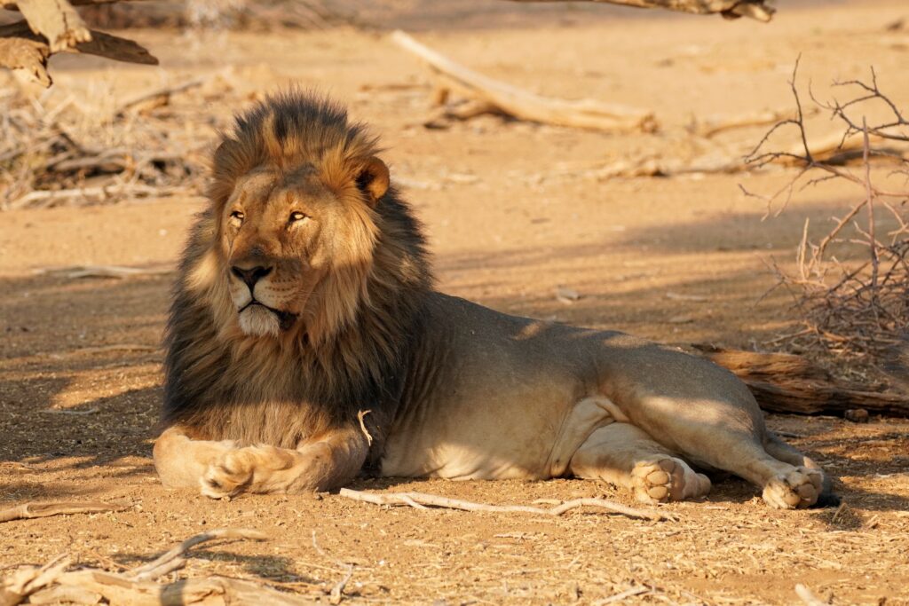 Male Lion in Erindi Private Game Reserve, Namibia