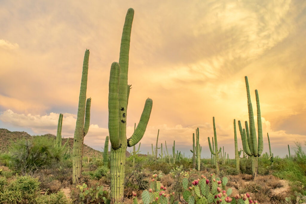 Saguaro cacti in the sonoran desert