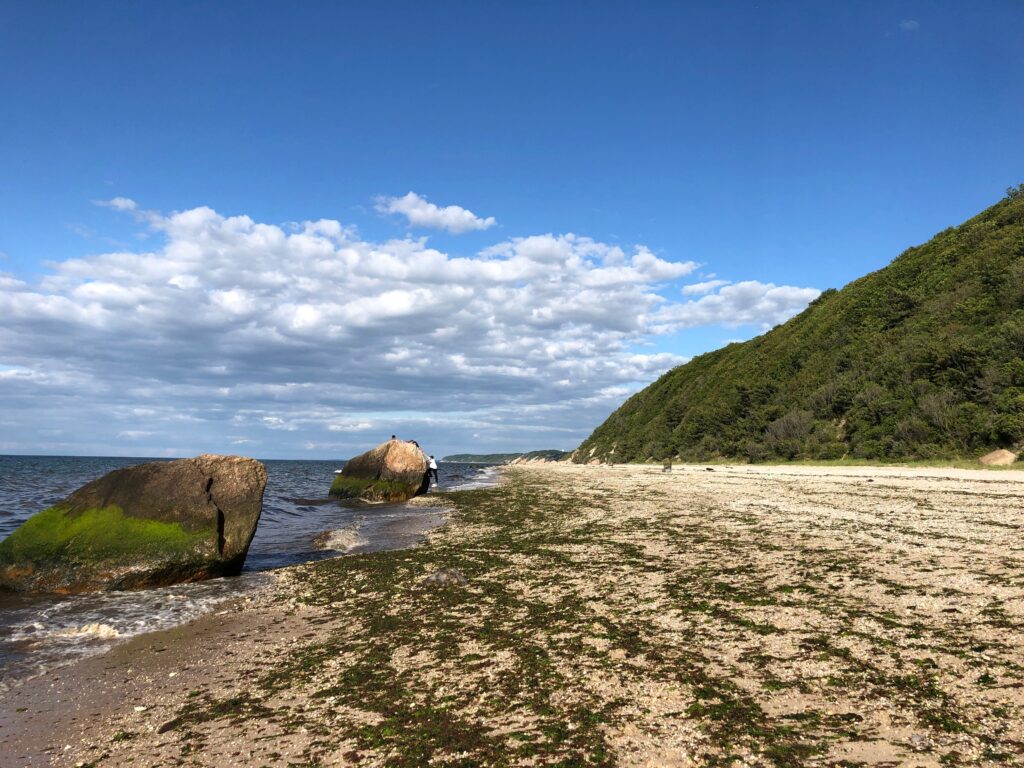 Seaweed on the Beach on a Beautiful Sunny Day at Wildwood State Park in Wading River, Long Island, NY