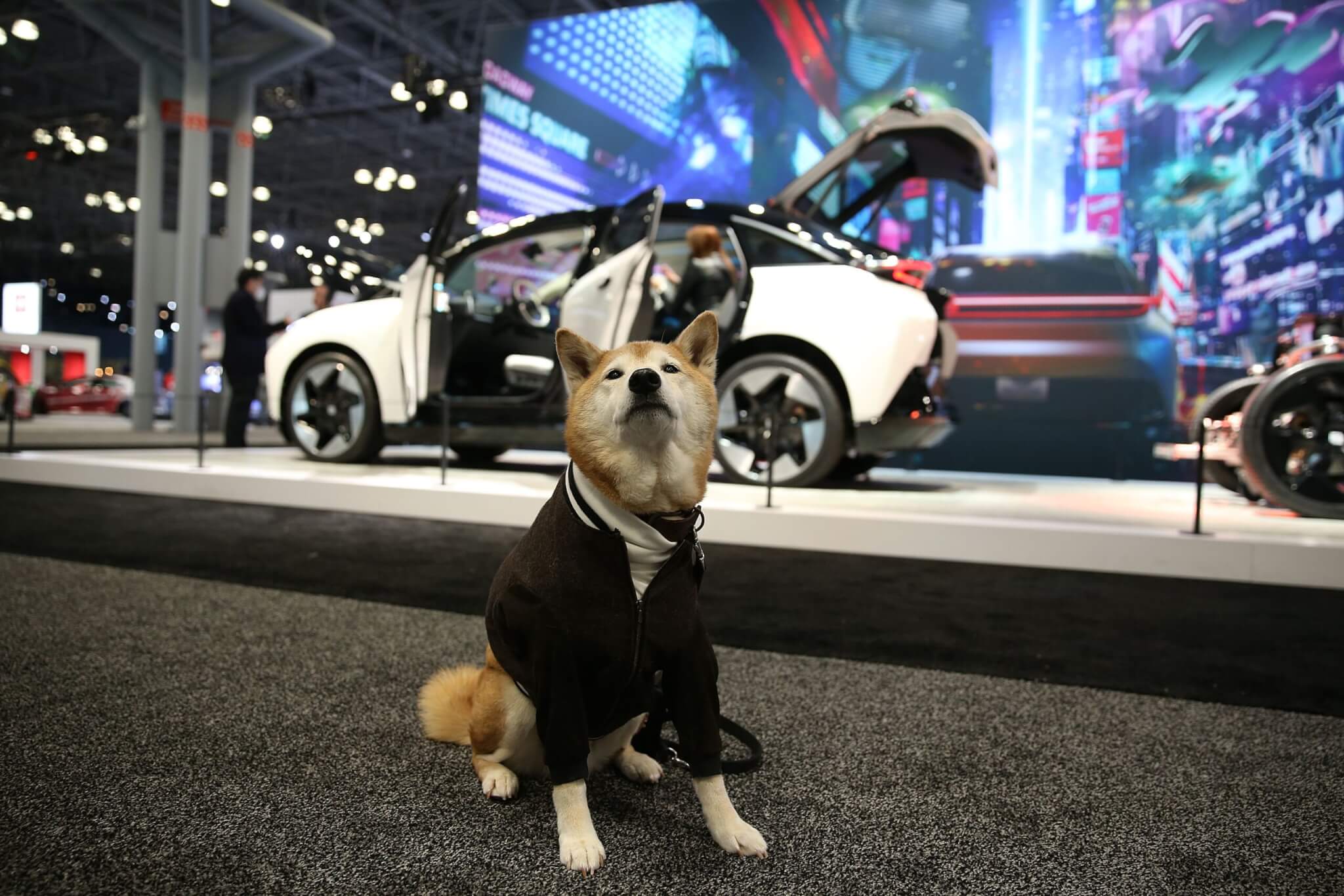 Social media sensation Menswear Dog, Bodhi, poses in front of Los Angeles-based INDI EV's new smart electric car, INDI ONE at the New York International Auto Show.