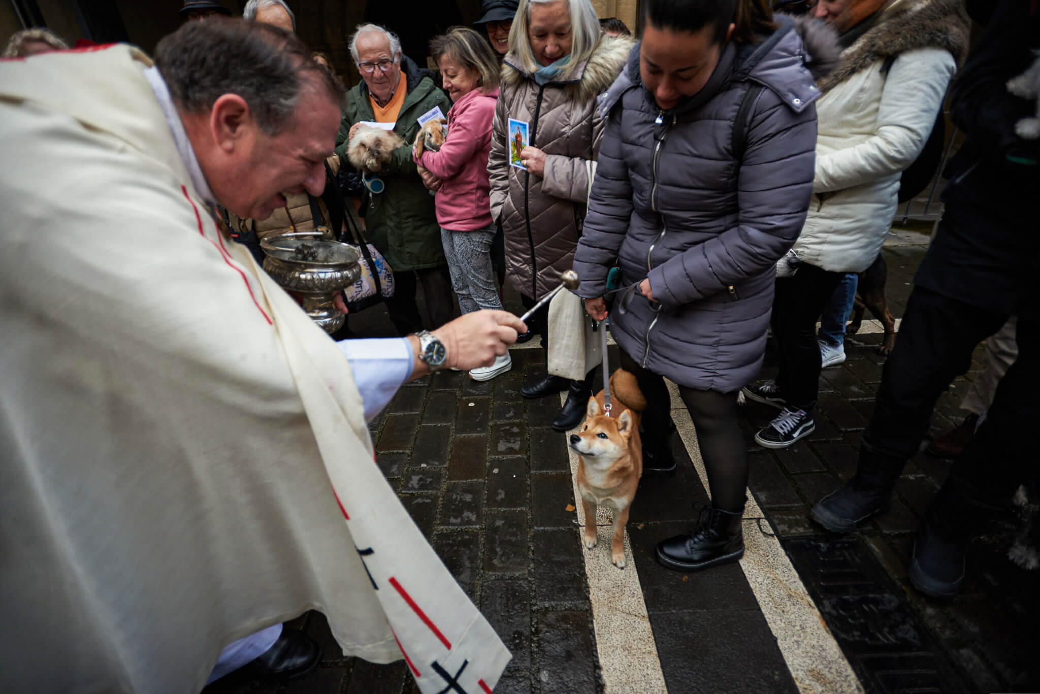 A dog of the Shiba Inu breed, has been blessed today by San Antón, patron saint of animals in Pamplona.