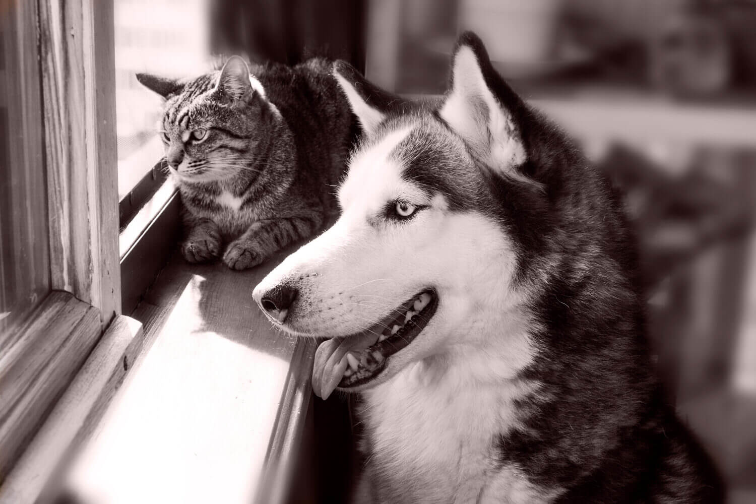cat and dog husky looking out the window into the street