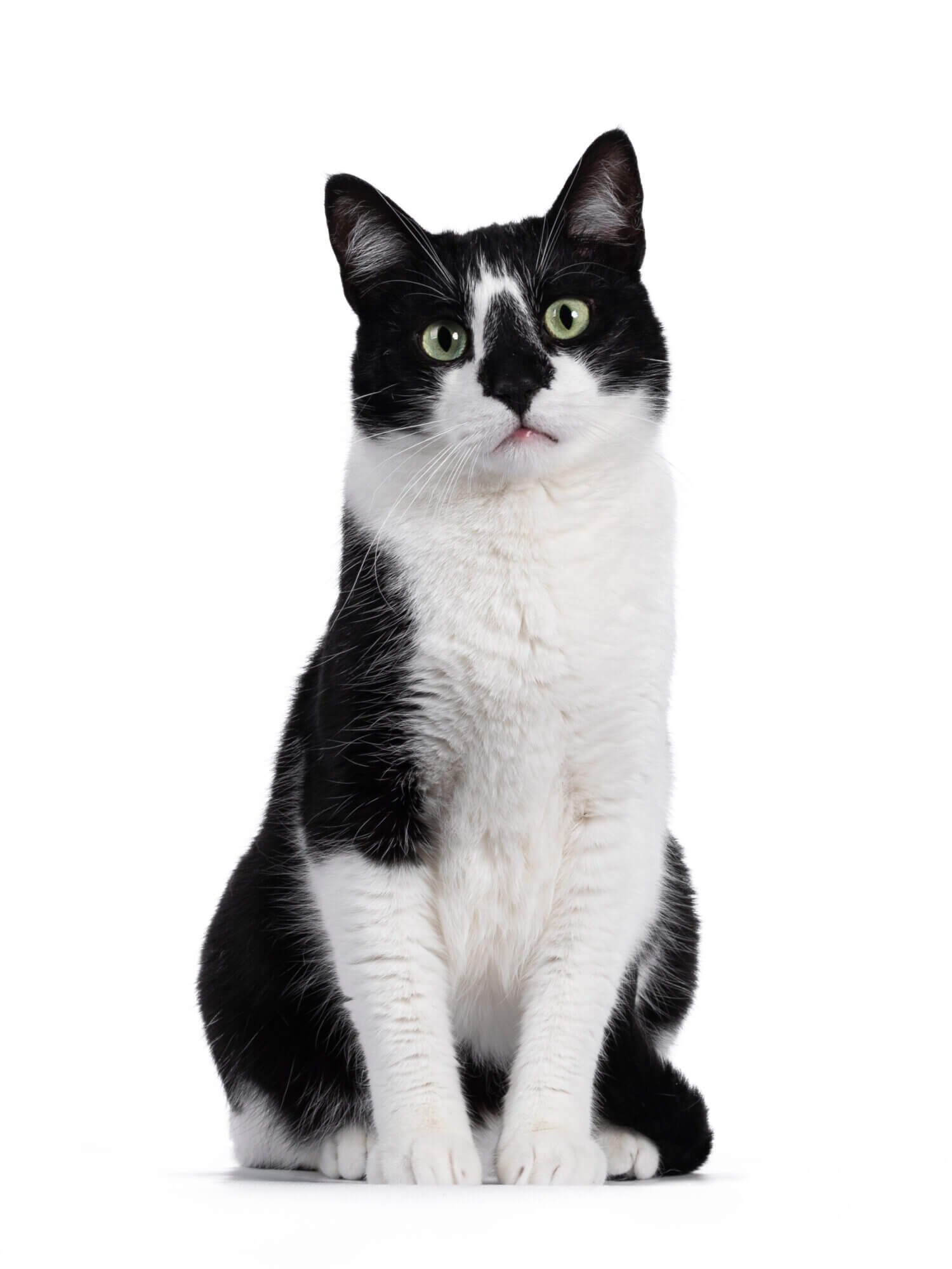 Handsome black and white house cat sitting up facing front. Looking straight ahead with green eyes. Isolated on white background.