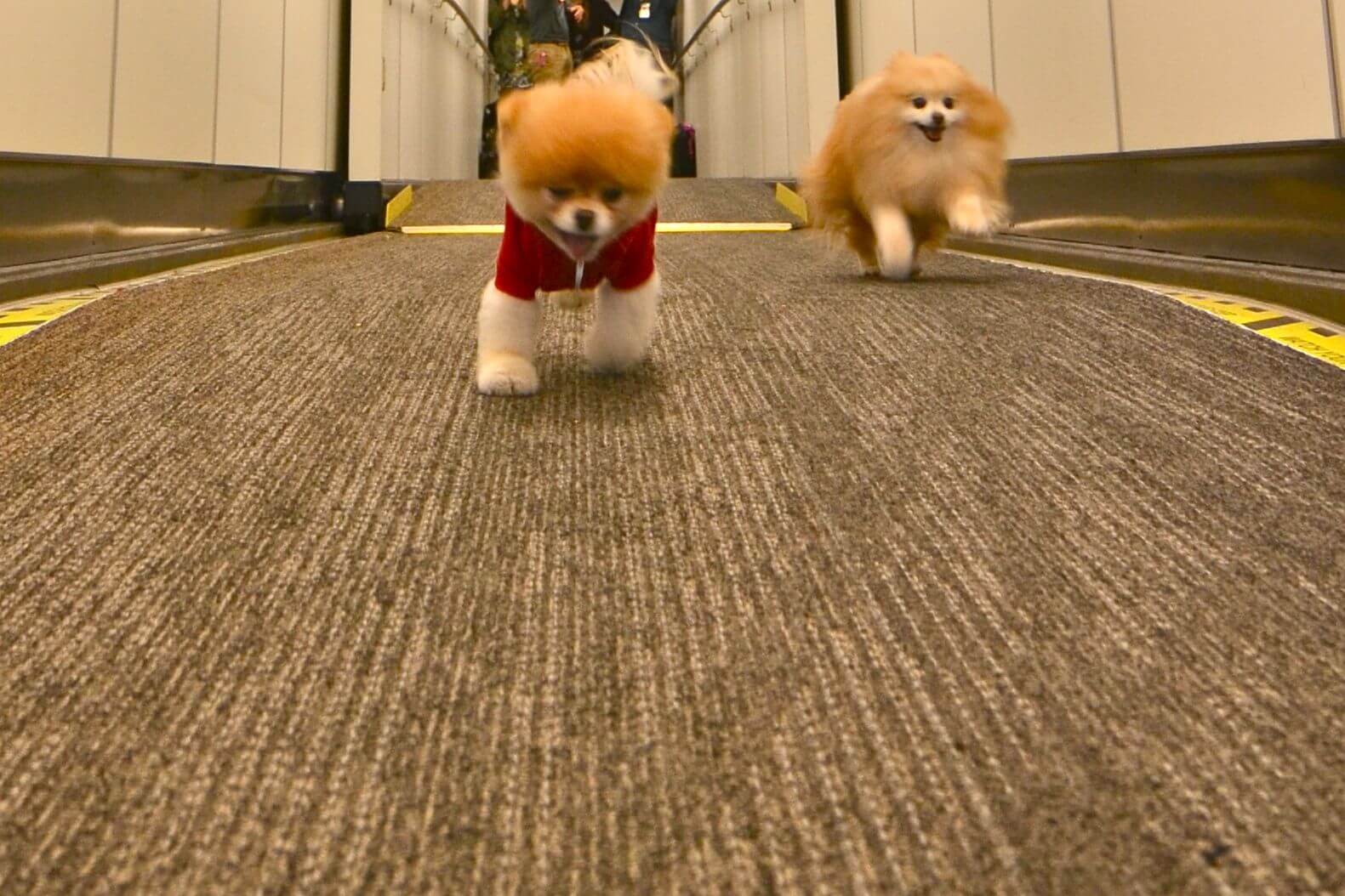 Boo the Pomeranian (L), named the cutest dog in the world, and friend Buddy