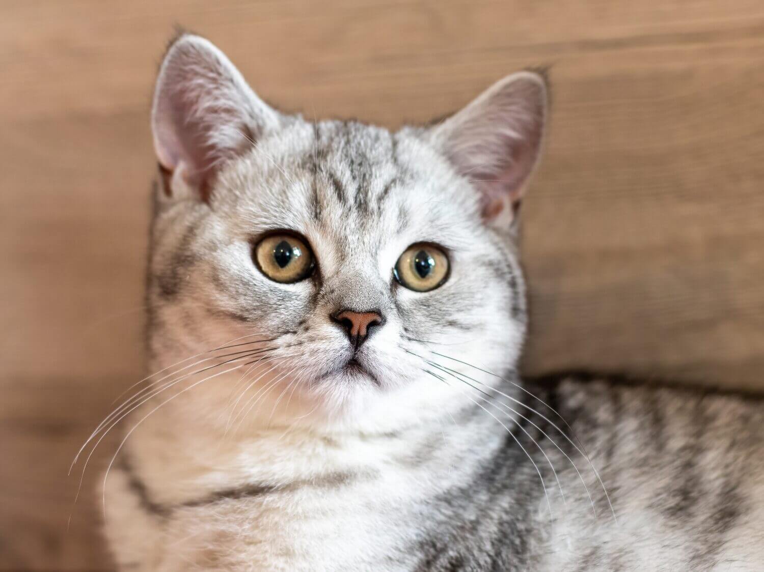 portrait from the beautiful british shorthair cat Nala