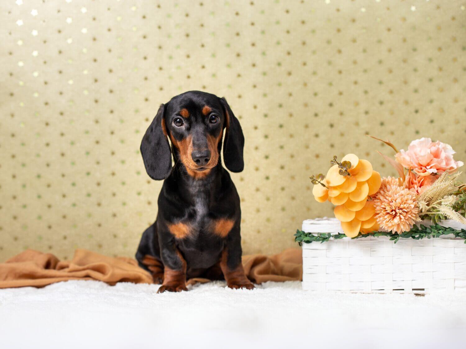 Black and Tan cute mini dachshund puppy portrait with flowers