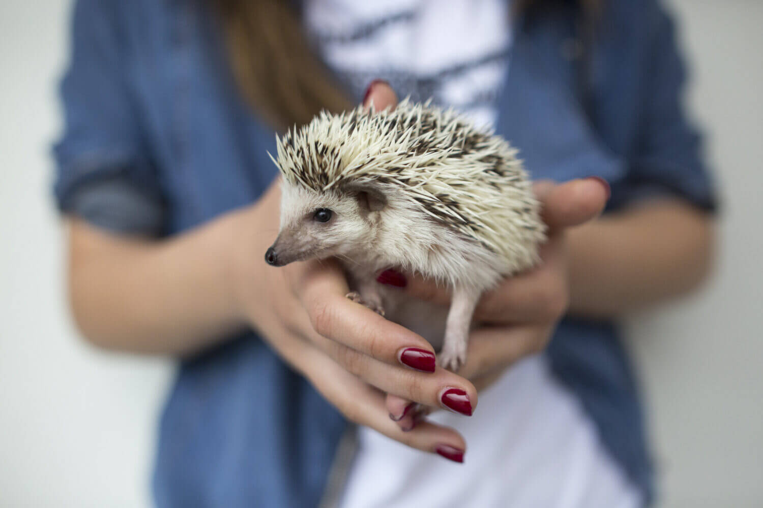 Woman hands holding white african hedgehog