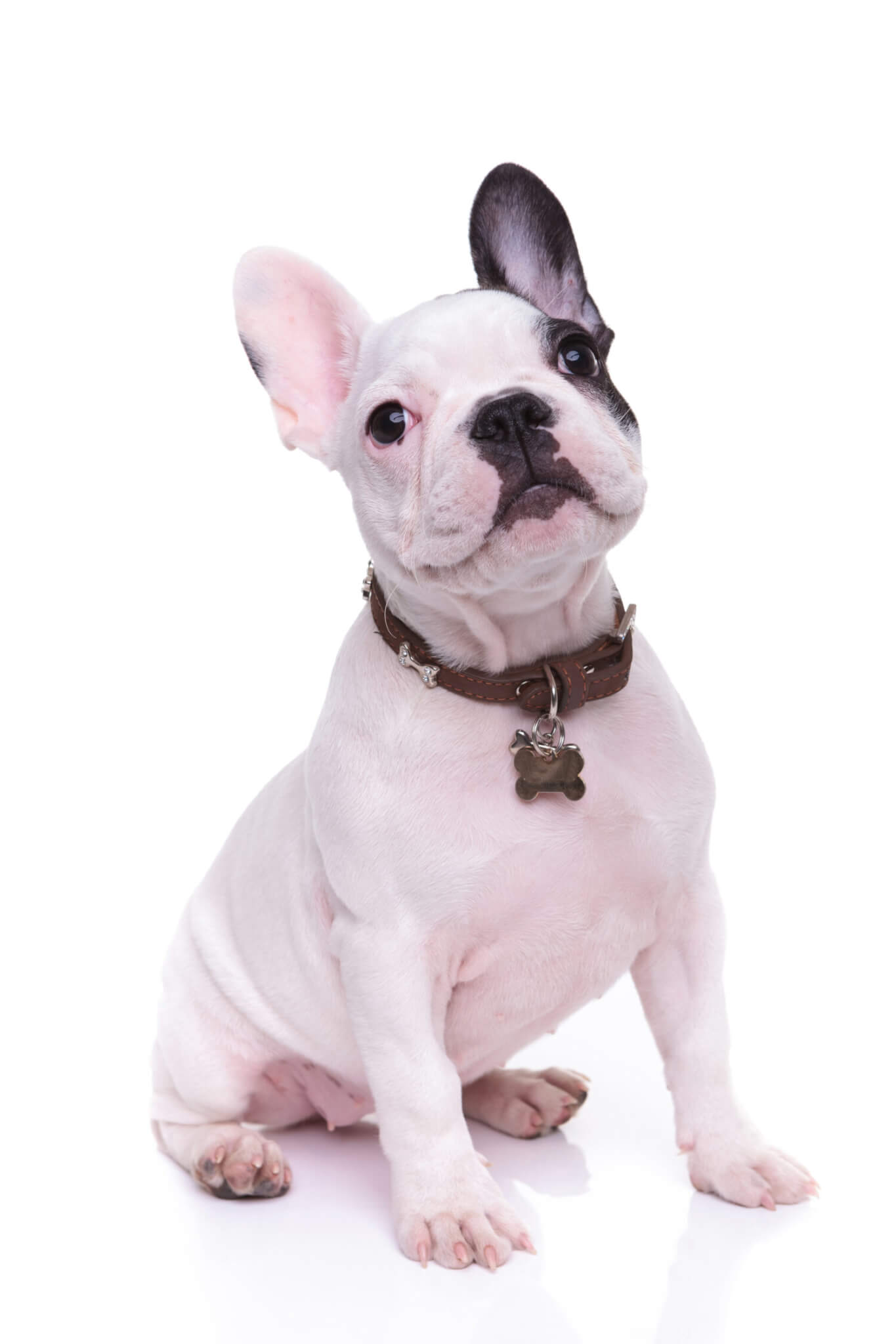 cute french bulldor puppy dog is sitting on white background in studio and looks at the camera
