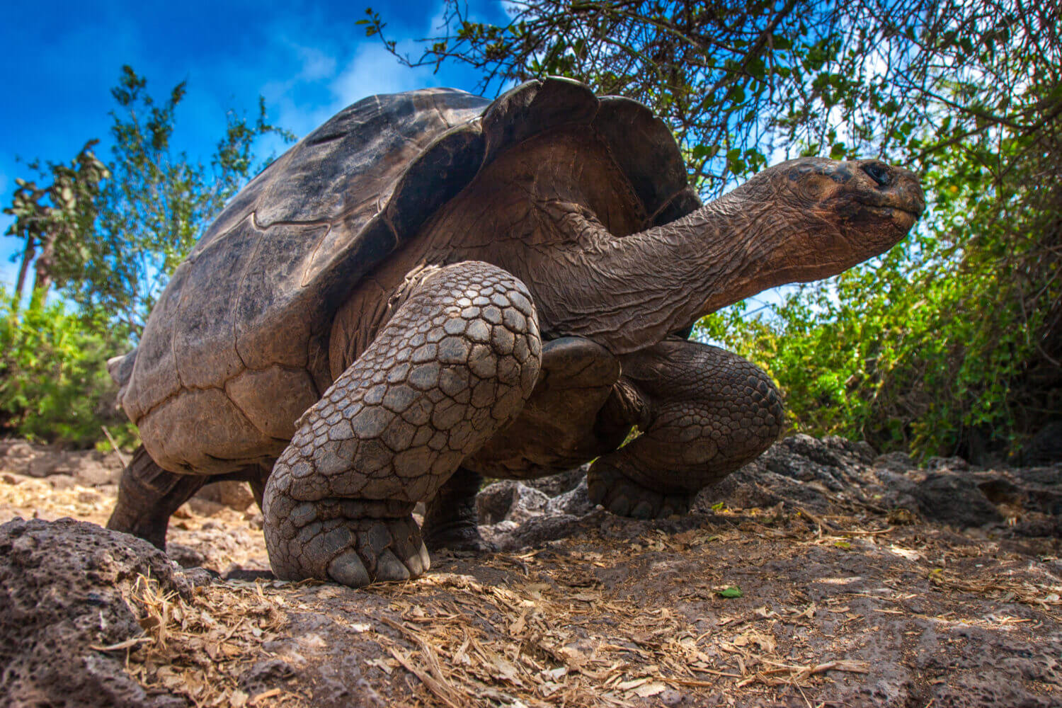 Ecuador. Galapagos Islands. Galapagos tortoise stands on legs.