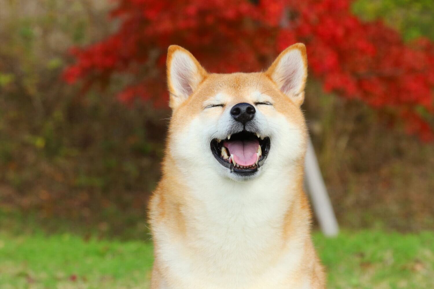 Japanese dog Shiba Inu