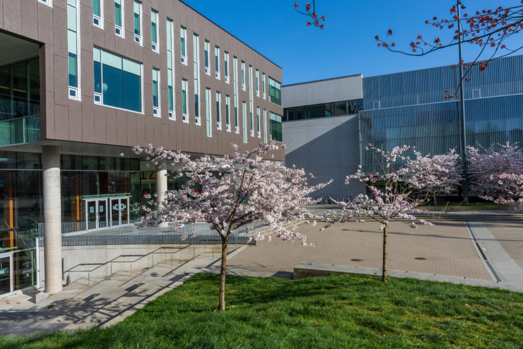 Vancouver, BC, Canada - April 5 2021 : University of British Columbia (UBC) campus. Cherry blossom flowers in full bloom.