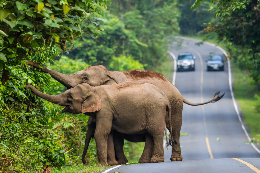 Wild elephant in Khaoyai National Park,Thailand