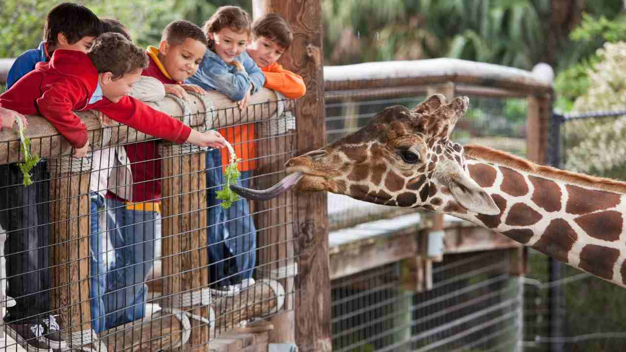 a group of children feeding a giraffe at the zoo