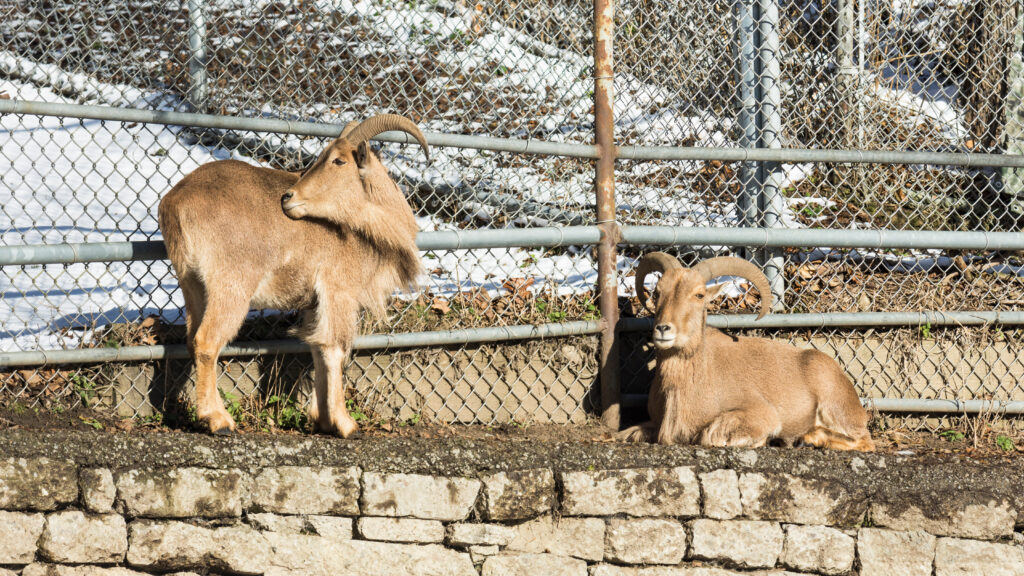 Barbary Sheep (Ammotragus Lervia) in High Park zoo, Toronto, Canada