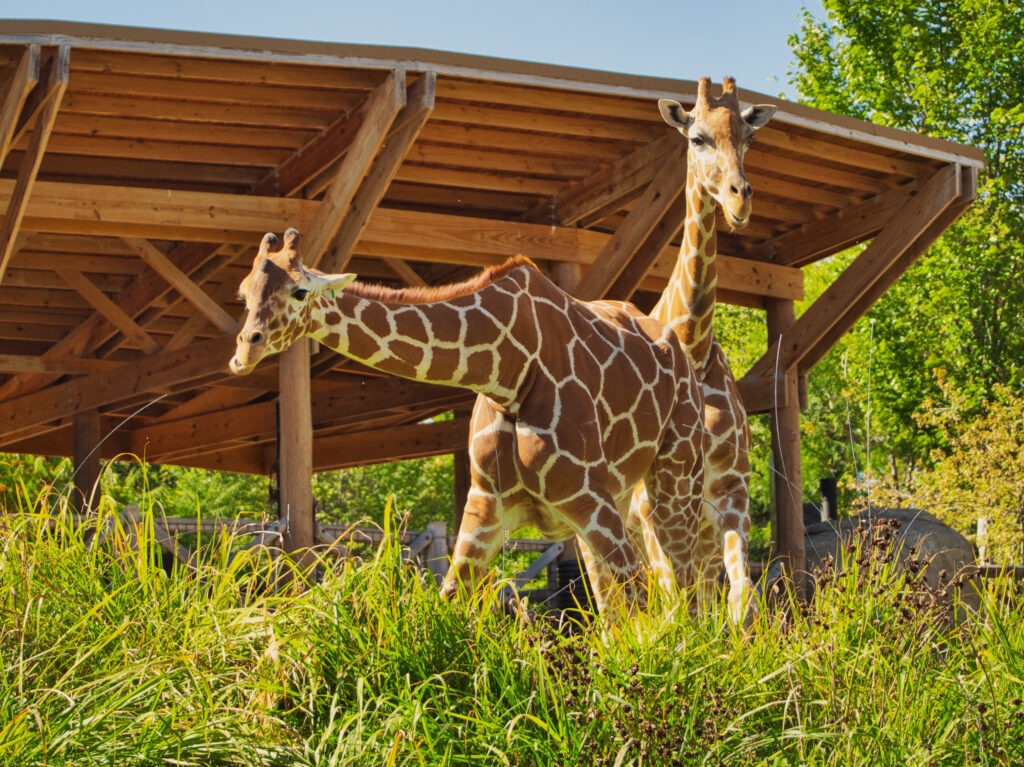 Couple of giraffes in Omaha's Henry Doorly Zoo and Aquarium in Omaha Nebraska