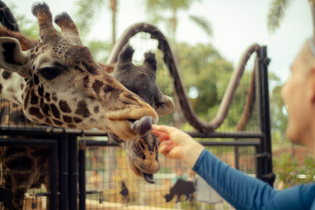 Feeding giraffes at the San Deigo Zoo in California.
