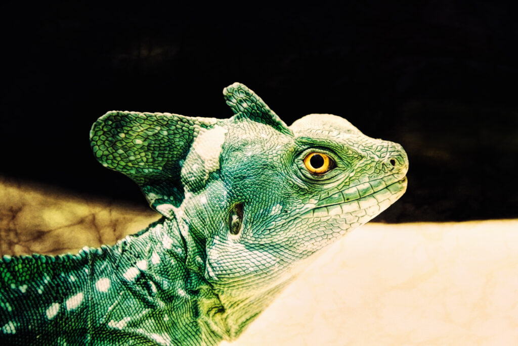 Green Crested Basilisk Reptile Lizard. This is computer generated art from a photograph.
