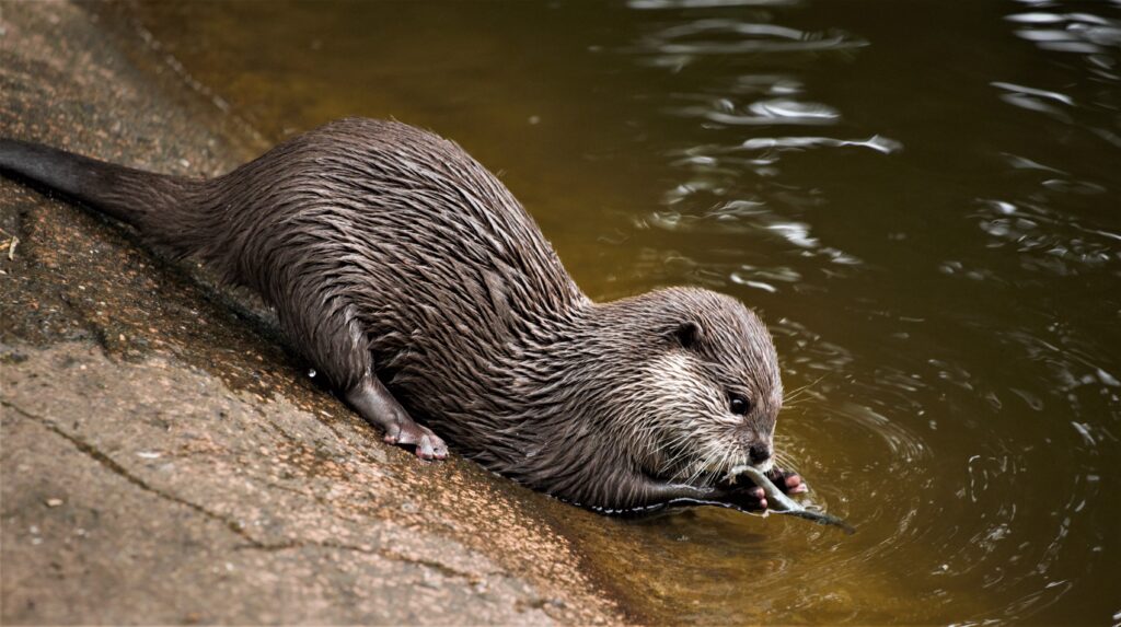 I was in the Edinburgh Zoo and enjoyed watching this otter eat his lunch.