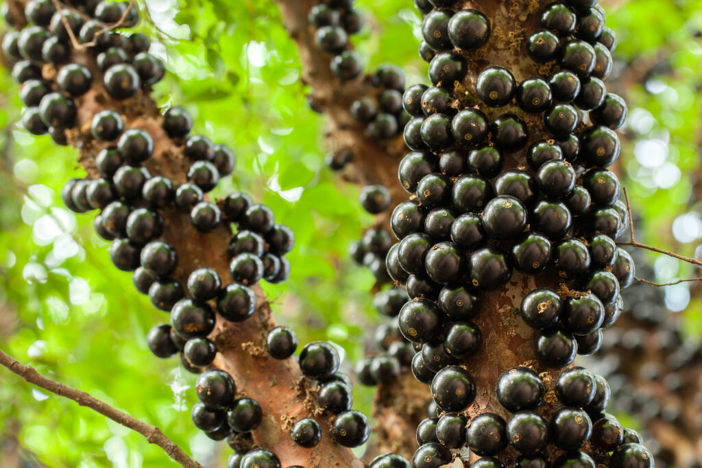 Jaboticaba brazilian tree with a lot of full-blown fruits on trunk
