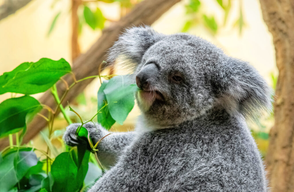 Koala eating eucalyptus leaves, Vienna Zoo, Schönbrunn