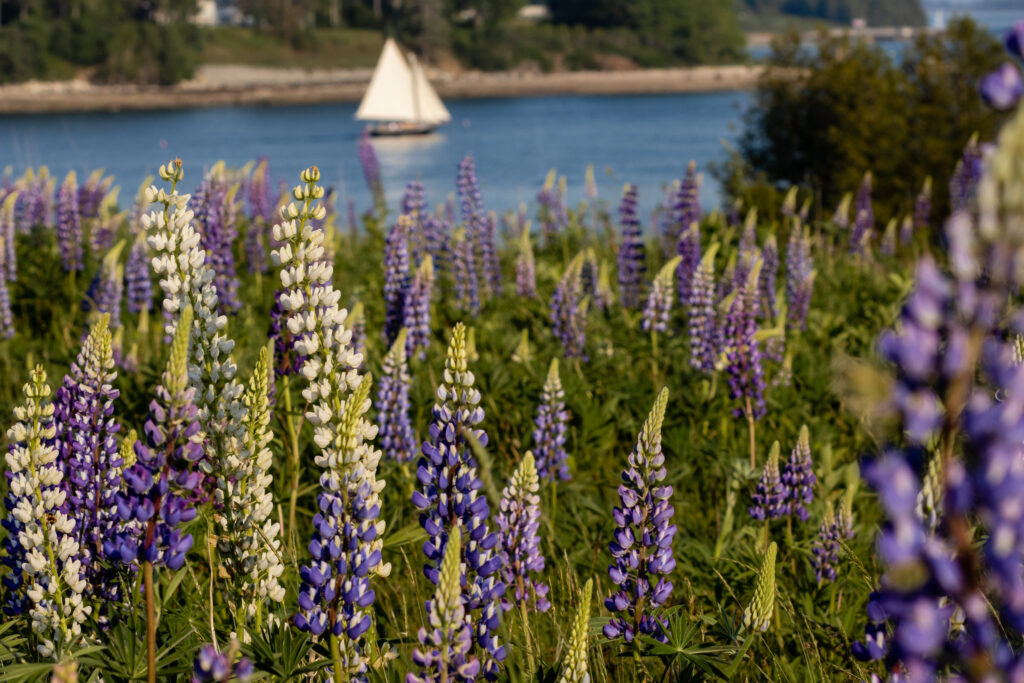 Lupines blossom with boat in background on Fernald Point along Sommes Sound near Southwest Harbor, Maine