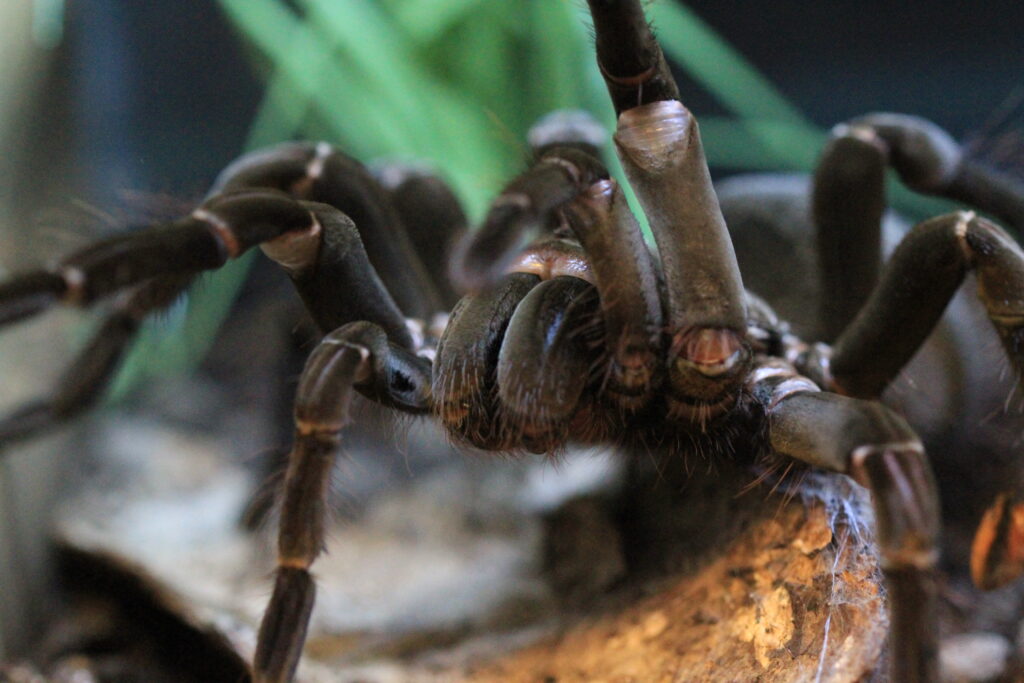 Macro shot of a tarantula