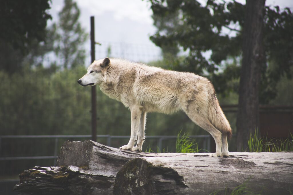 Majestic white wolf in the Alaska Wildlife Conservation Center.