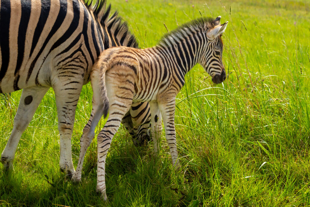 Newborn Zebra in Rietveli Dam Nature Reserve, Pretoria, South Africa