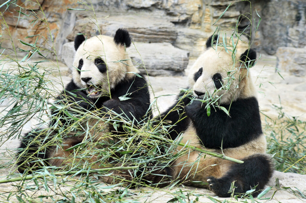 Panda Bears in Beijing China