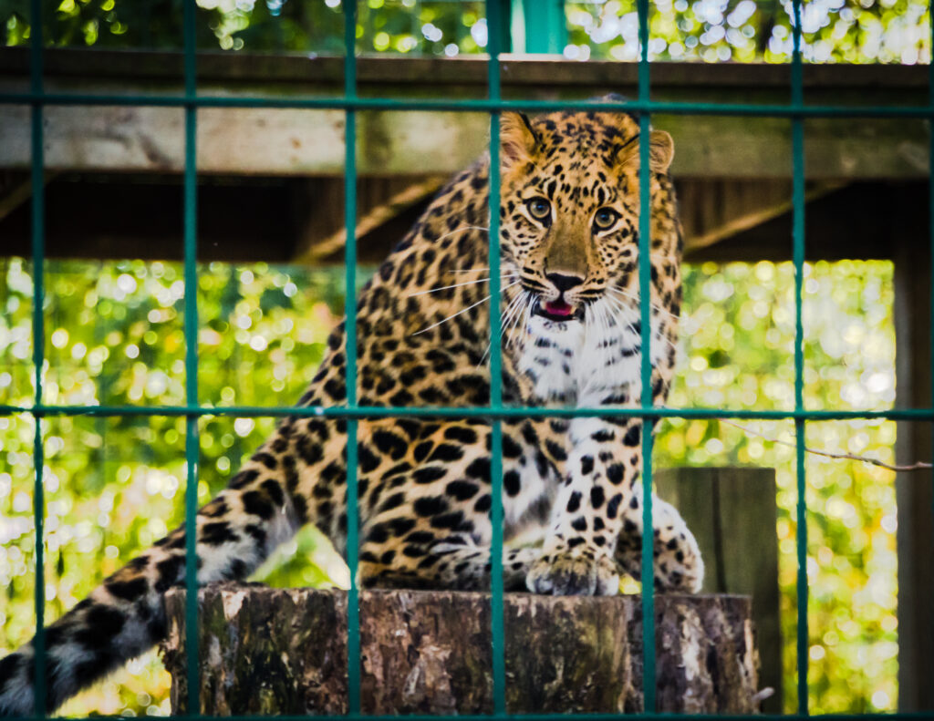 Photo of leopard inside the cage