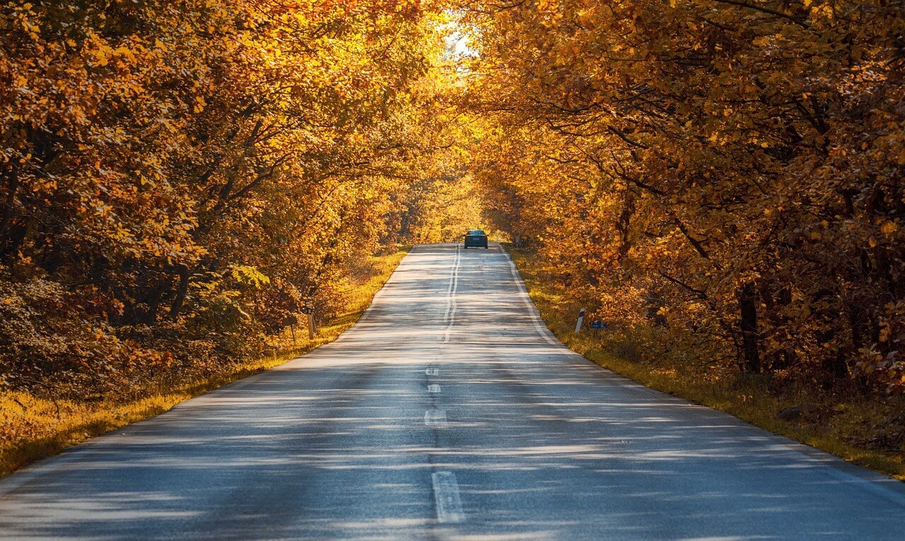 road, autumn, trees