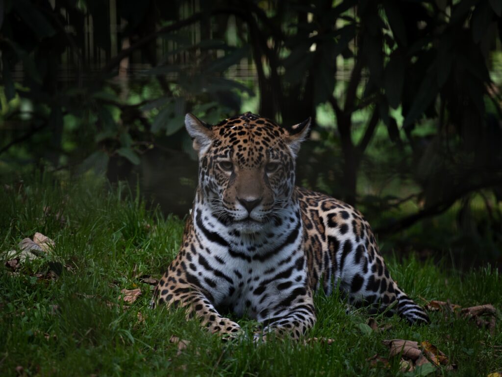 The photograph was taken at the Rostock Zoo.