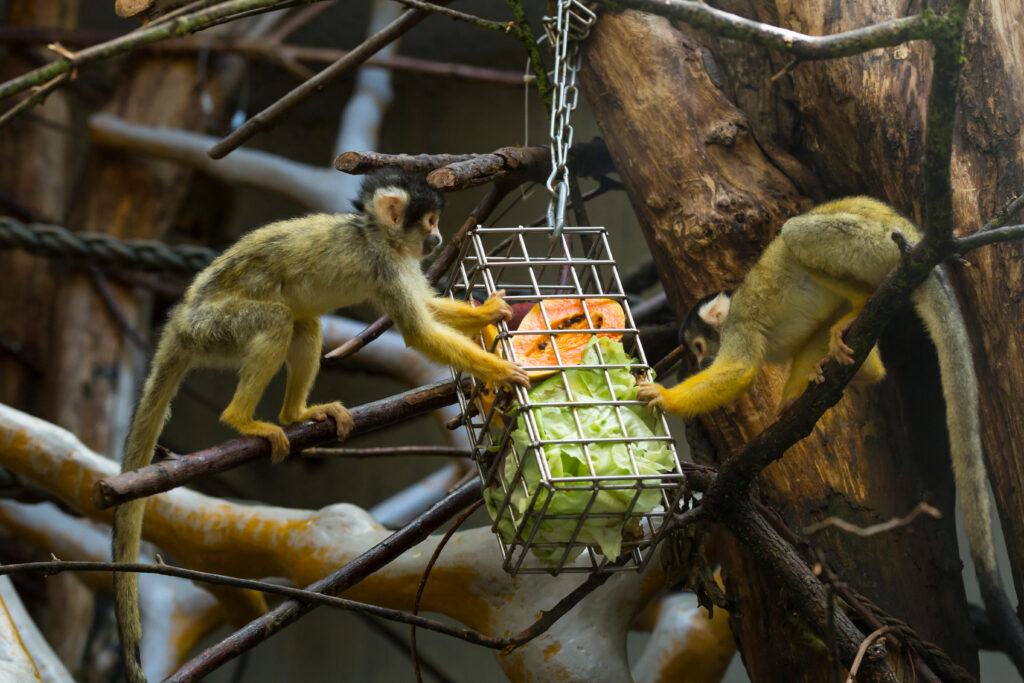 Two cute small capuchin monkeys are busy picking fresh fruits and vegetables from a cage