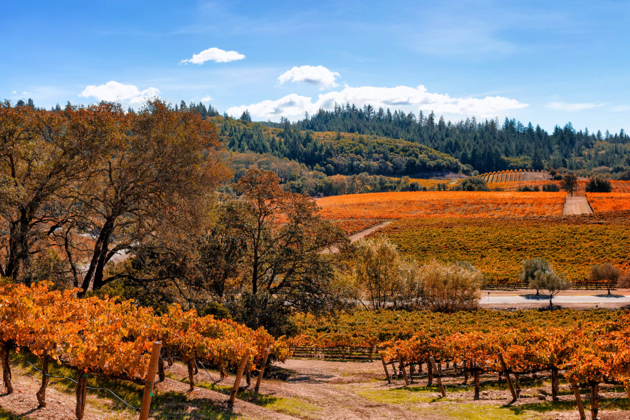 Vineyard landscape in autumn with fall colors and blue sky. Location: California wine country