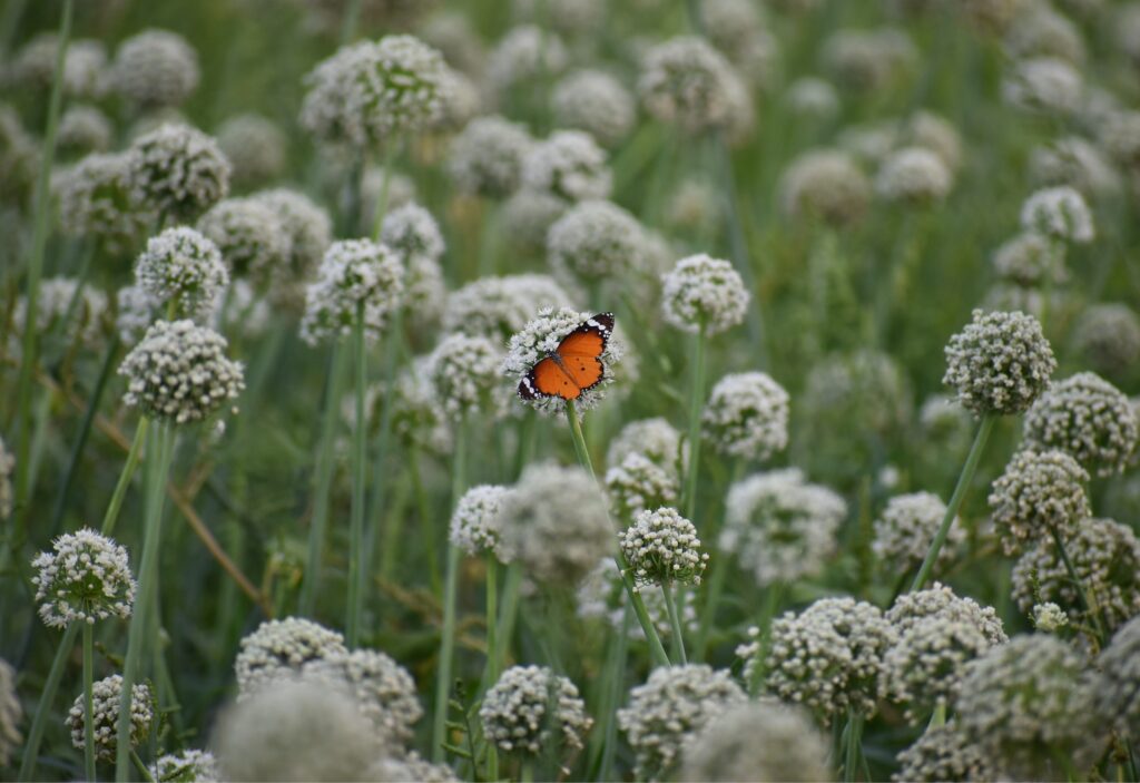 Wild butterfly sitting on flower in garden