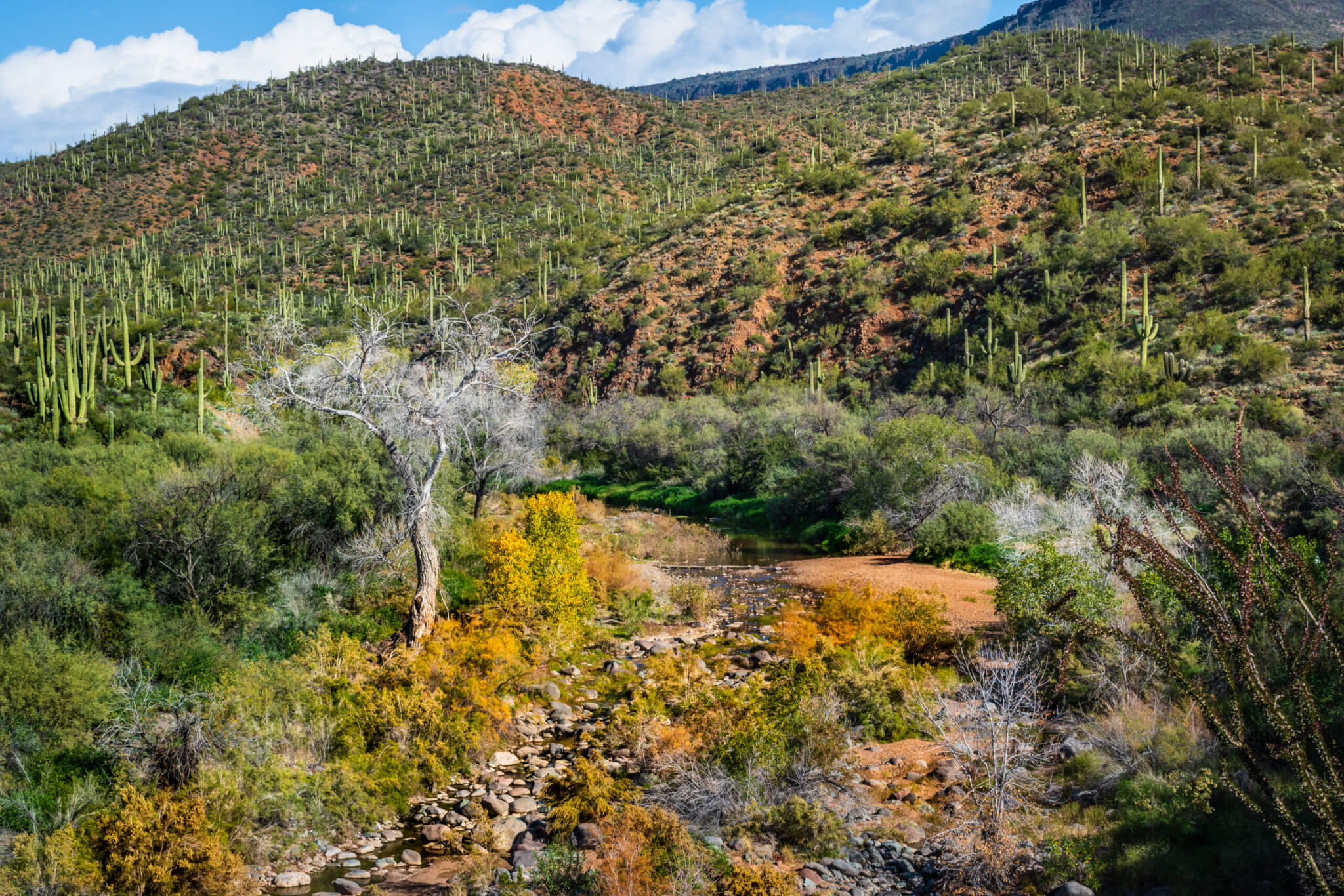 Cave Creek at Spur Cross Ranch Conservation Area in Arizona