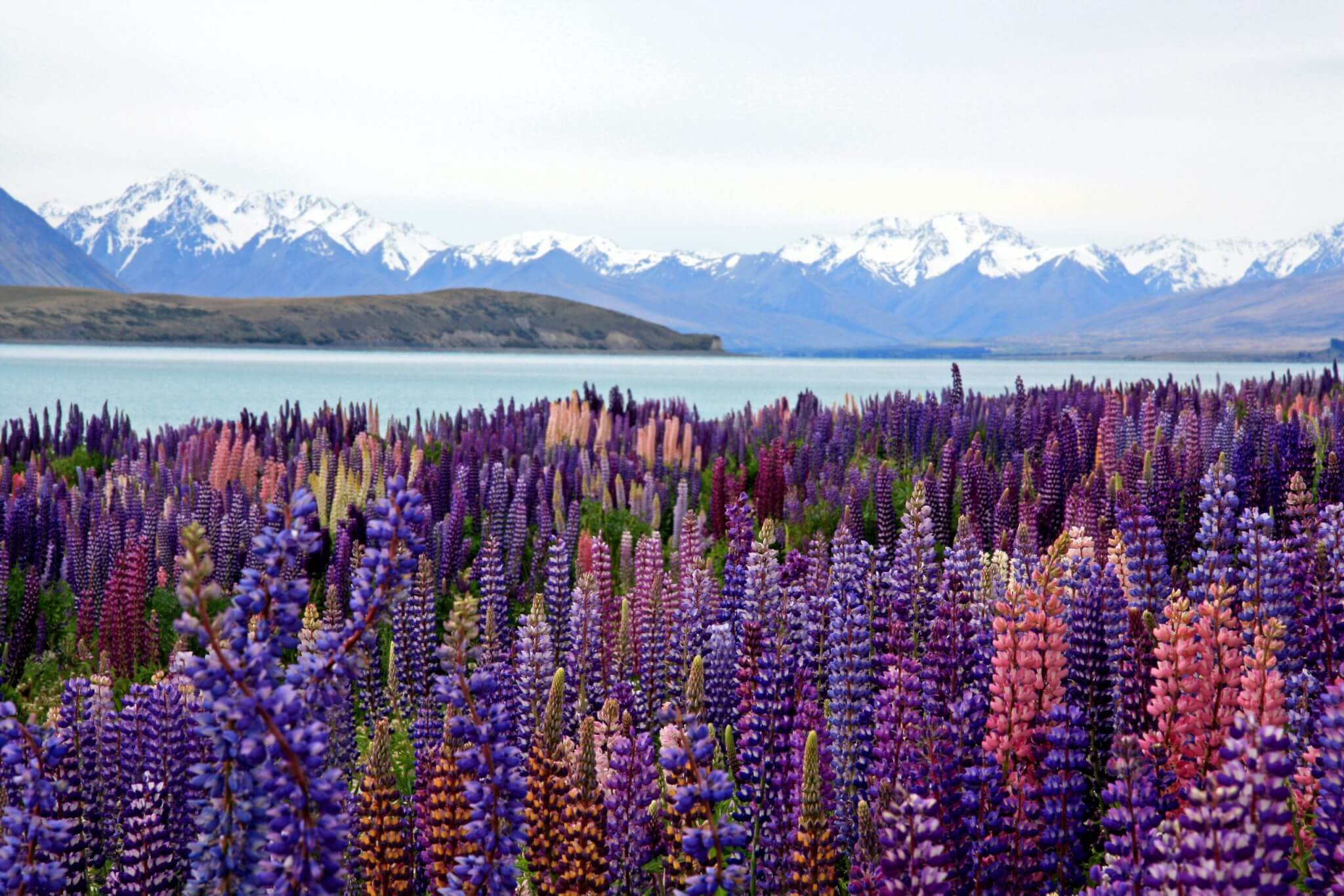 Colorful lupins put on a brilliant display on the shore of Lake Tekapo.