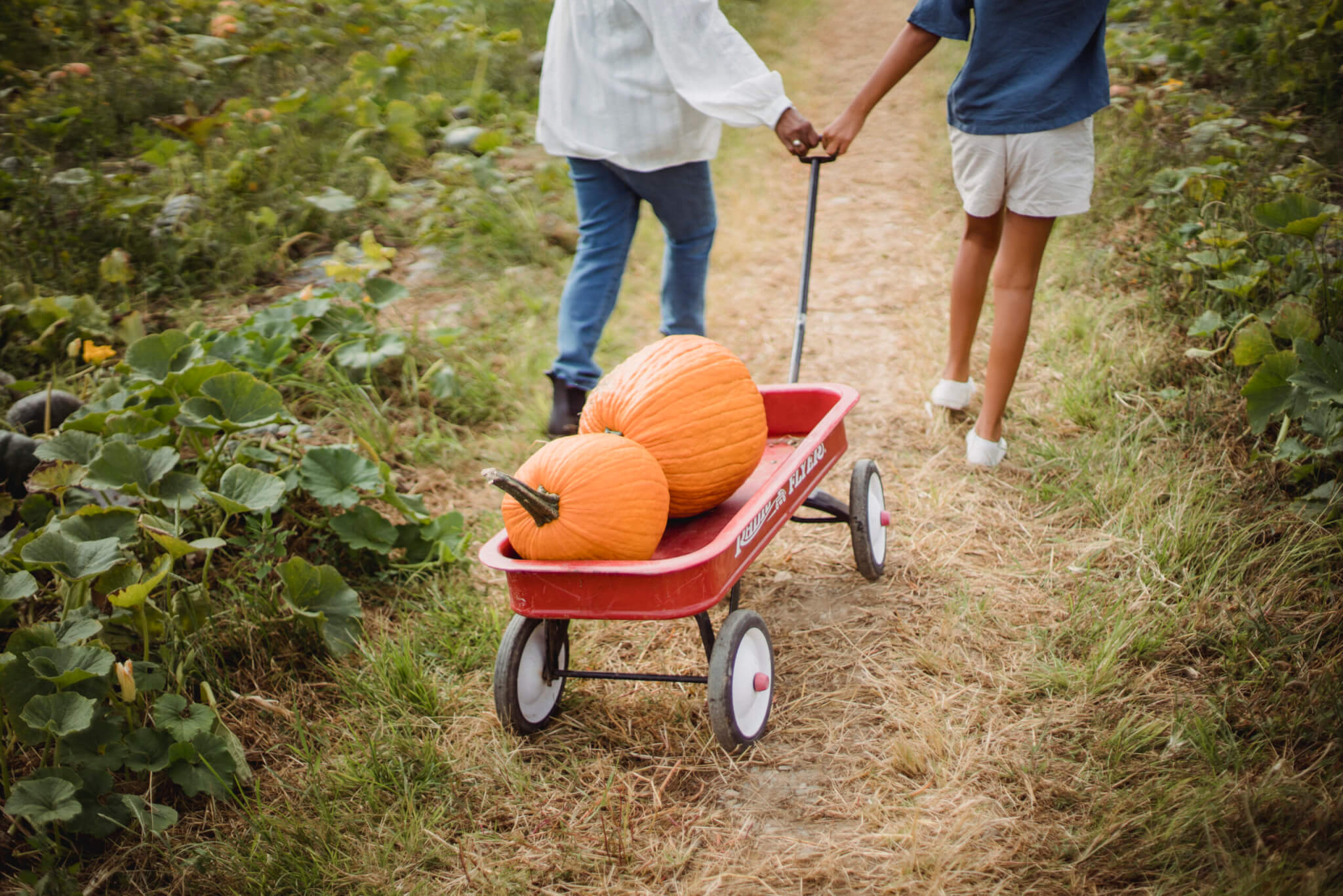 Crop woman with young daughter harvesting pumpkins