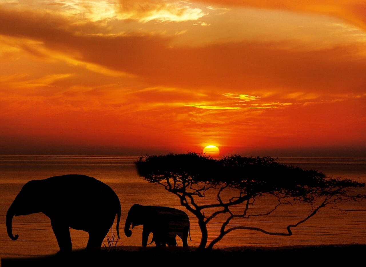 elephant, tree, africa