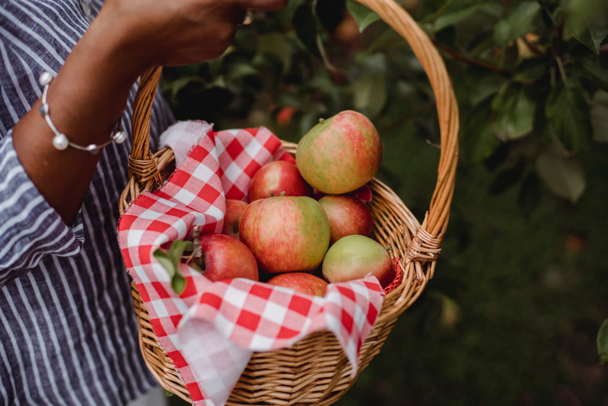 Ethnic woman picking apples in basket