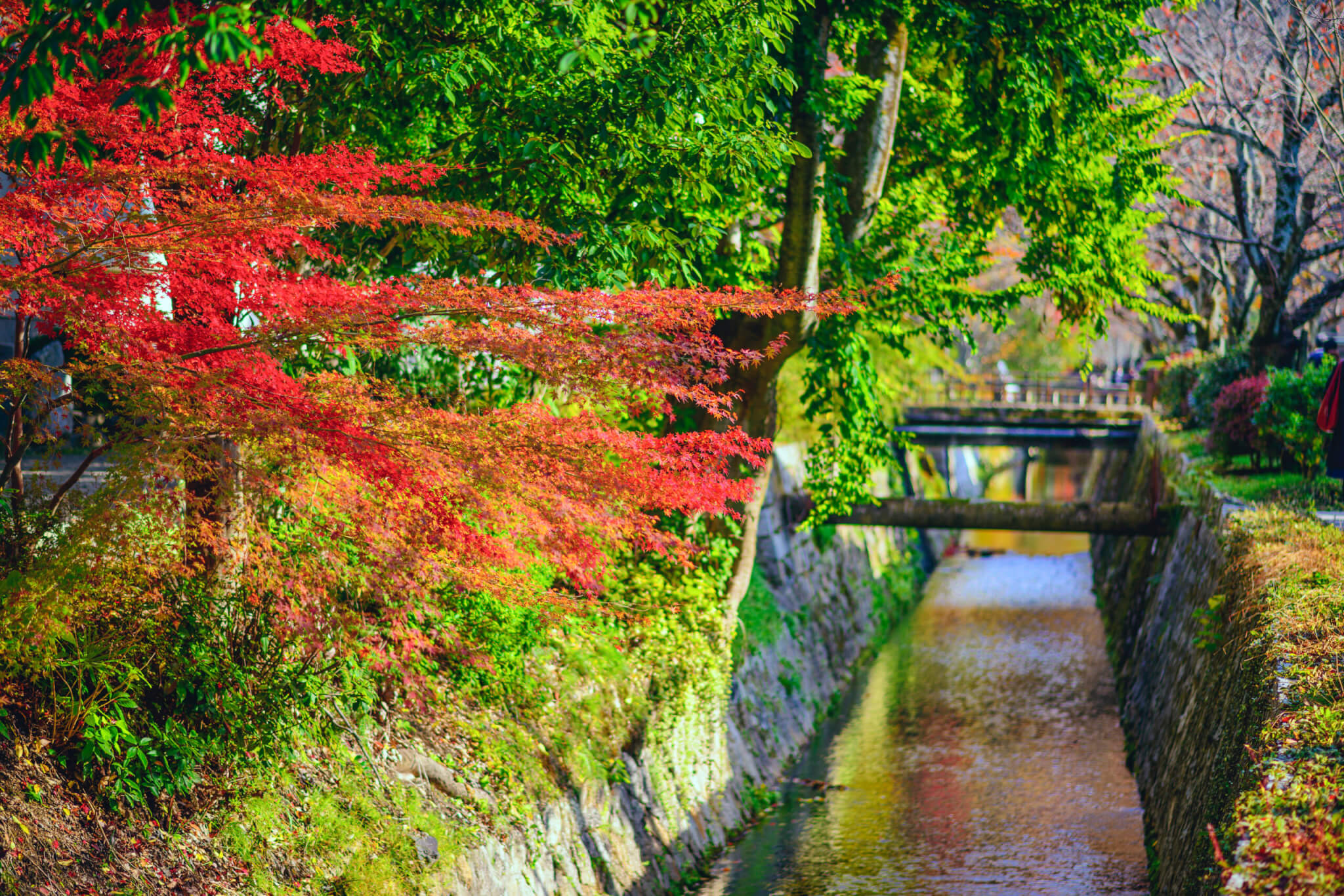 Philospher's Path in Kyoto, Japan