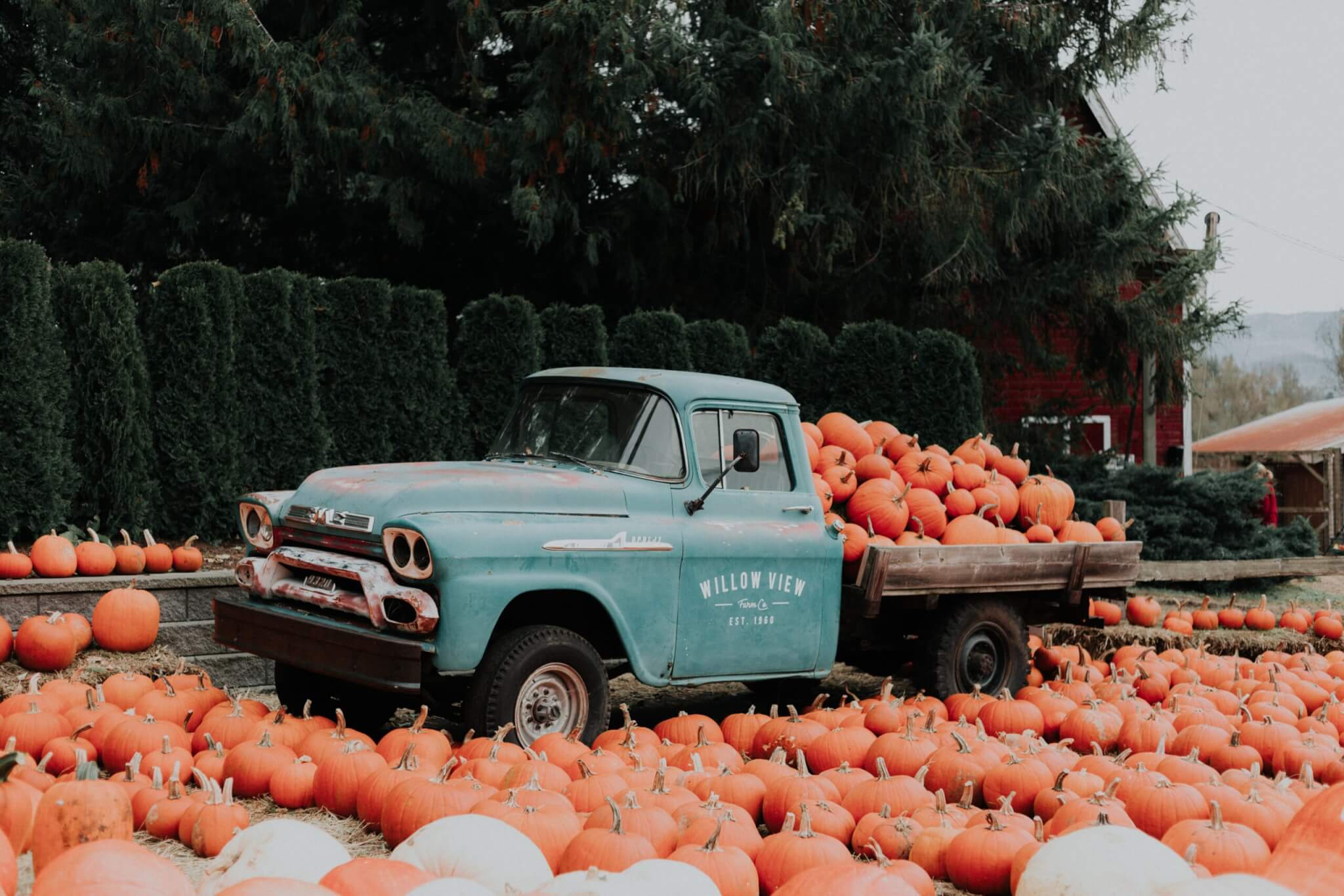 A charming, rusty old truck in a pumpkin patch