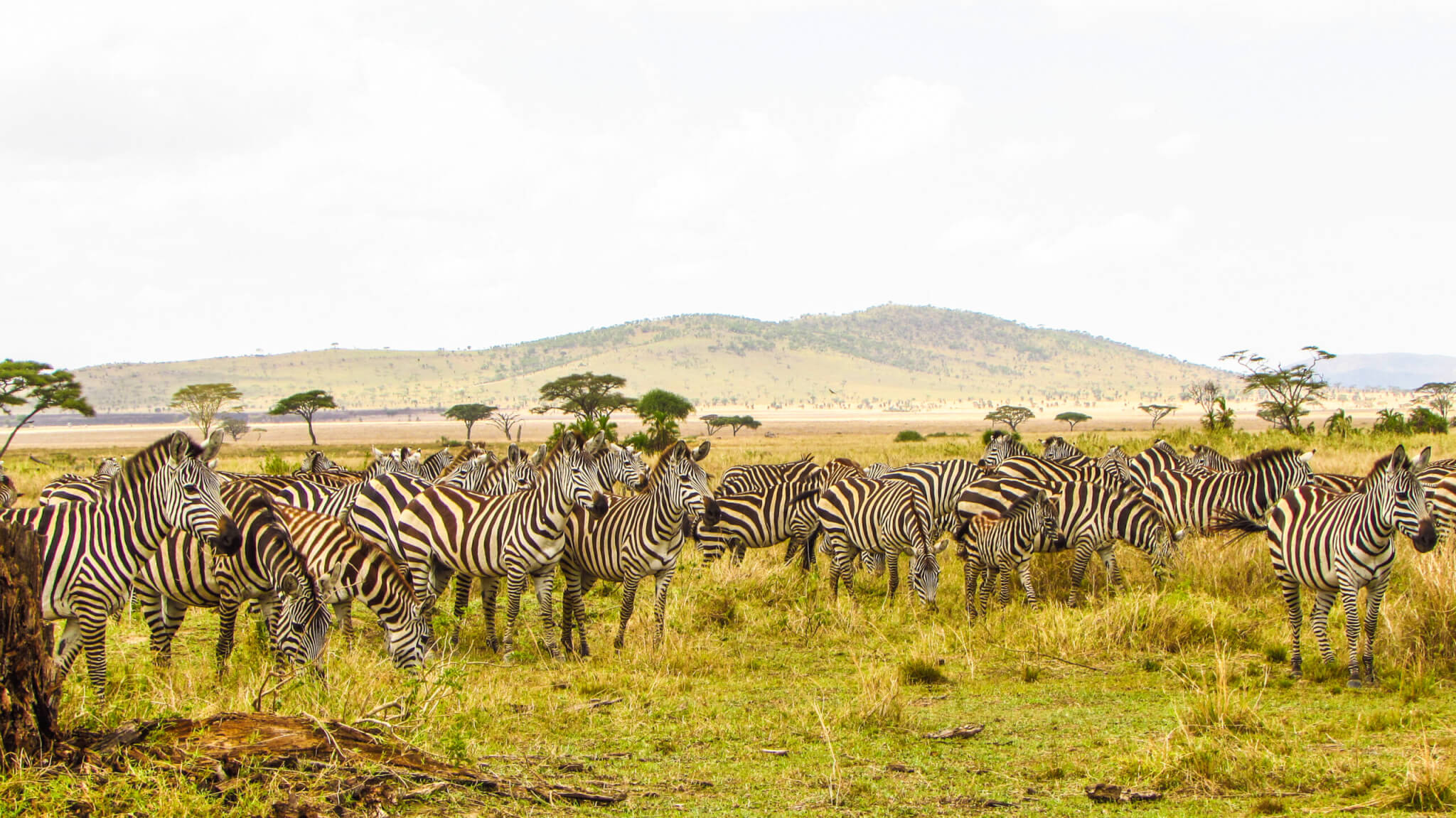A dazzle of zebras in serengeti national park