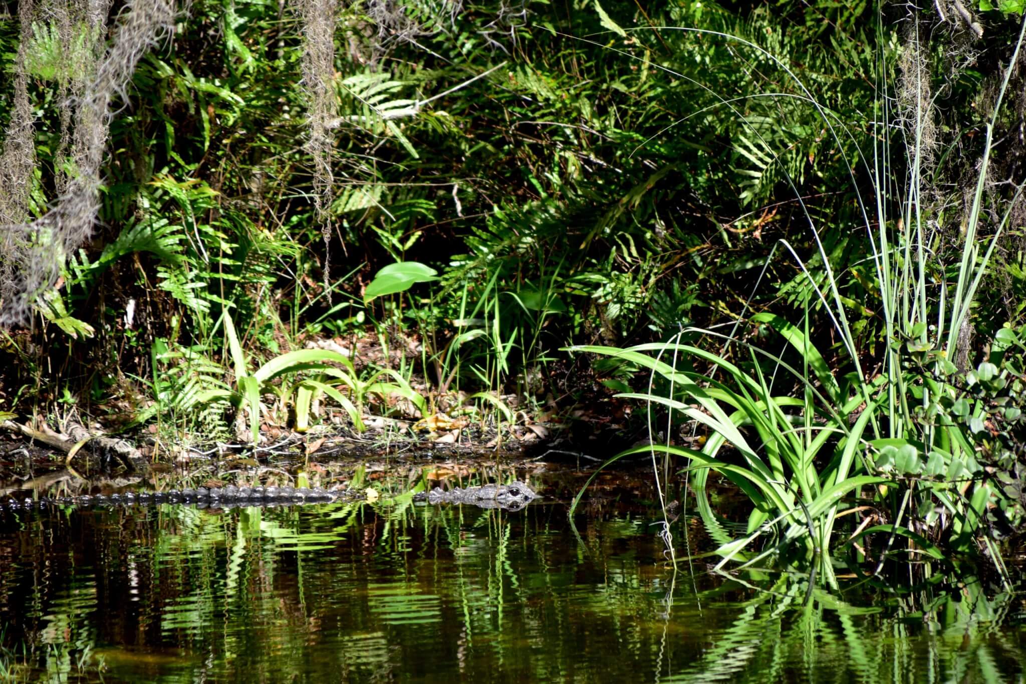 A pond in the Everglades