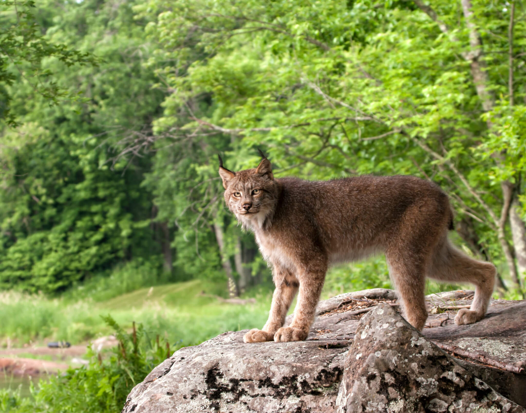 Canadian lynx making eye contact while standing on a boulder near a forest